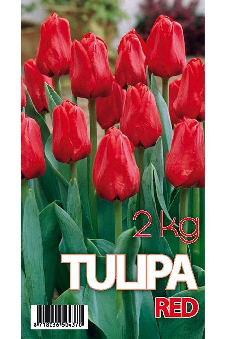 Tulip Seadov 50-pakning